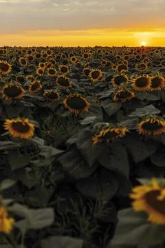 Sunflower field at sunset Stock Photos