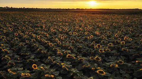 Sunflower field at sunset Foto stock