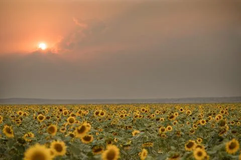 Sunflower field sunset Stock Photos
