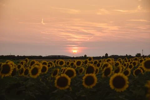 Sunflower field in a sunset Stock Photos