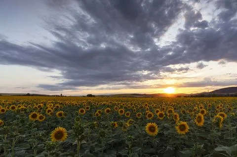 Sunflower field at sunset. Stock Photos