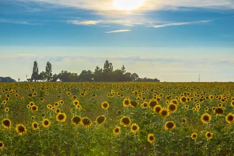 Sunflower field at sunset Stock Photos