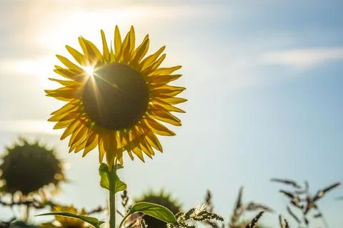 Sunflower field at sunset Stock Photos