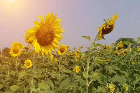 Sunflower in the field at sunset Fotos Stock