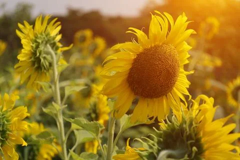 Sunflower in the field at sunset Stock Photos