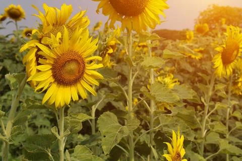 Sunflower in the field at sunset Stockfoto's