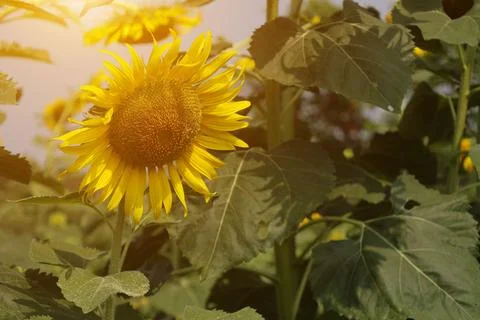 Sunflower in the field at sunset Stock-Fotos