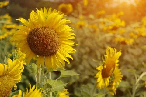 Sunflower in the field at sunset Stock Photos