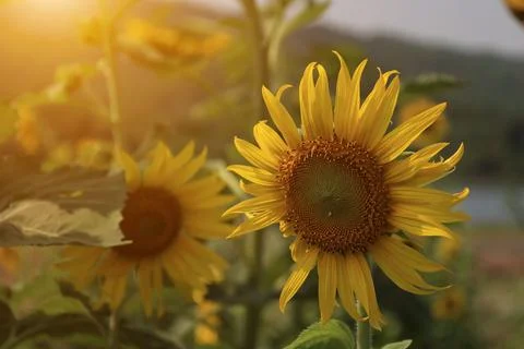 Sunflower in the field at sunset Stock Photos