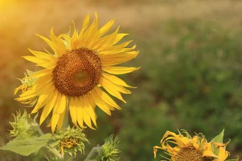 Sunflower in the field at sunset Stockfoto's
