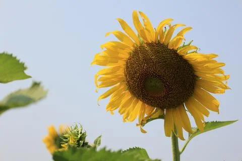 Sunflower in the field at sunset Stock Photos