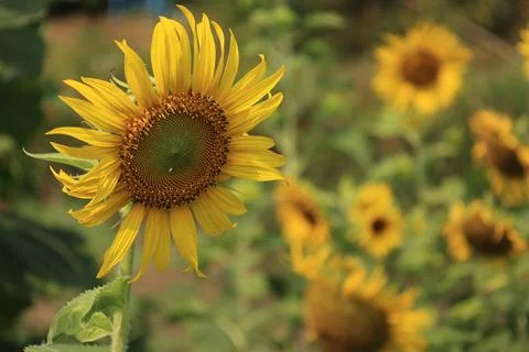 Sunflower in the field at sunset Foto stock
