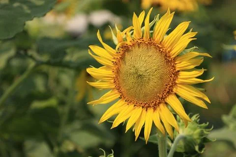 Sunflower in the field at sunset 스톡 사진