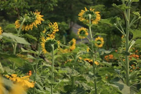 Sunflower in the field at sunset 库存照片