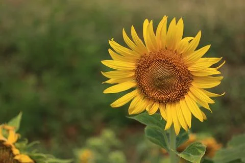 Sunflower in the field at sunset 스톡 사진