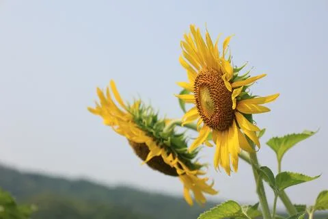 Sunflower in the field at sunset Fotos de archivo