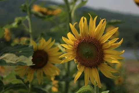 Sunflower in the field at sunset 스톡 사진
