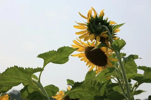Sunflower in the field at sunset Stock-Fotos