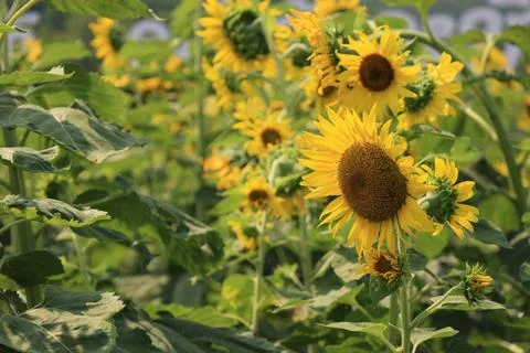 Sunflower in the field at sunset 스톡 사진