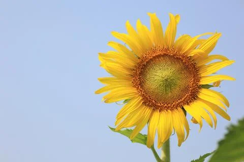 Sunflower in the field at sunset Fotos Stock