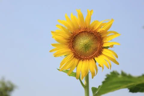 Sunflower in the field at sunset Stock-Fotos