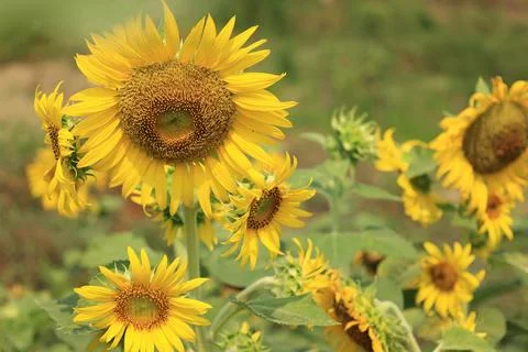 Sunflower in the field at sunset Stock-Fotos