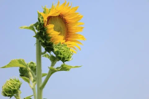 Sunflower in the field at sunset 库存照片