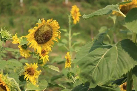 Sunflower in the field at sunset Stock-Fotos