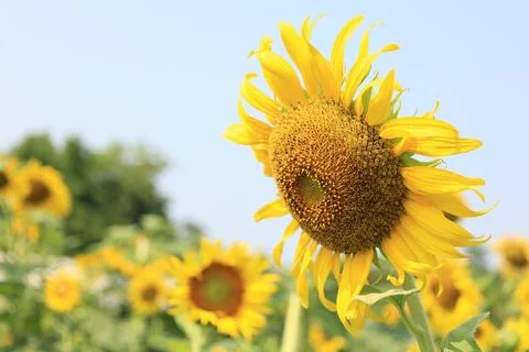 Sunflower in the field at sunset Фото