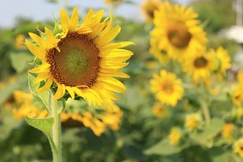 Sunflower in the field at sunset Stock-Fotos