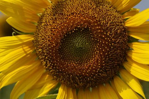 Sunflower in the field at sunset Stockfoto's