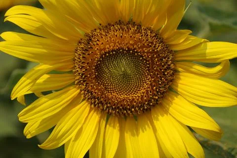 Sunflower in the field at sunset 写真素材