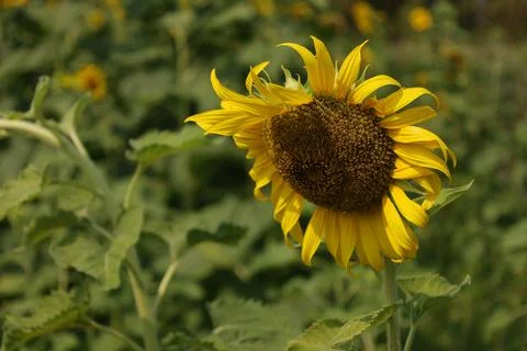 Sunflower in the field at sunset 写真素材