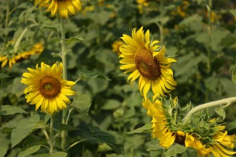Sunflower in the field at sunset Stock-Fotos