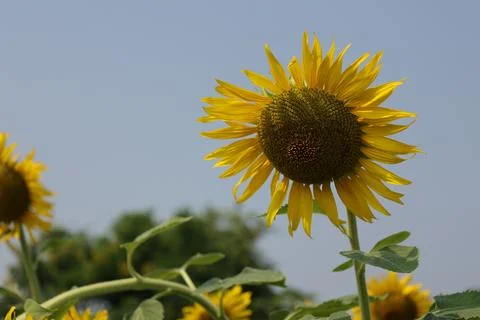 Sunflower in the field at sunset Foto stock