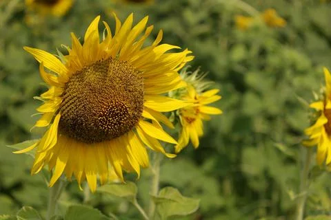 Sunflower in the field at sunset Фото