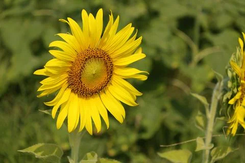 Sunflower in the field at sunset Fotos de archivo