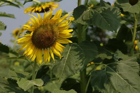 Sunflower in the field at sunset Fotos de archivo