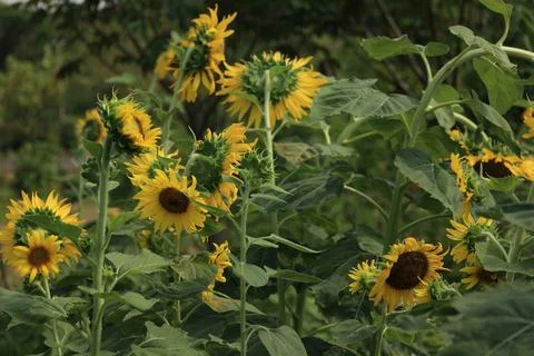 Sunflower in the field at sunset Stockfoto's