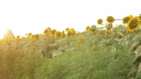Sunflower field at sunset, slow motion, blurry background Stock Footage 157990388