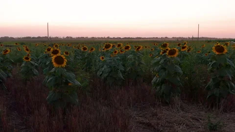 Sunflower Field at Sunset, Slow Pan / Truck Left to Right Video stock 138854985