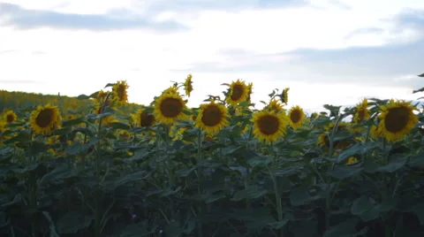 Sunflower Field on the sunset  timelaps Video stock 55801035