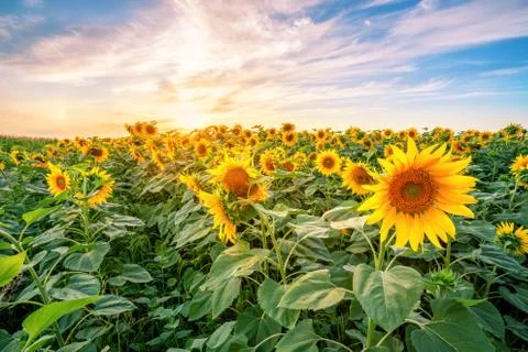 Sunflower field at sunset under dramatic sky Foto stock