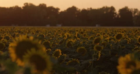 Sunflower Field at Sunset_4k_Slow Motion Stock Footage 161824176