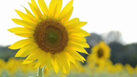Sunflower field in sunshine Stock Footage 71451165