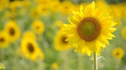 Sunflower field in sunshine Stock Footage 71451179