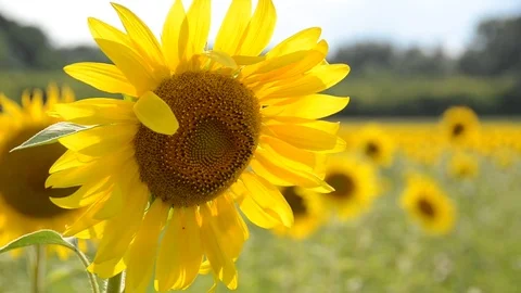 Sunflower field in sunshine Stock Footage 71453148