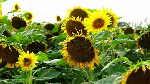 Sunflower field in the sunshine. Stock Footage 201881320