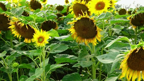 Sunflower field in the sunshine. Stock Footage 201881987