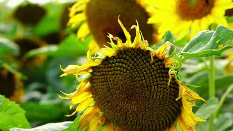 Sunflower field in the sunshine. Video stock 201884090